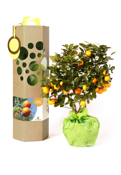 pgimg---bewerkt_20200703135635