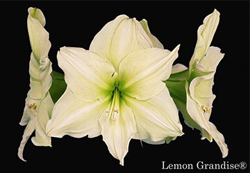 giftcard-360-250-1_20220712141621393