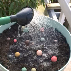 Blossomb in pot_20251001151341361
