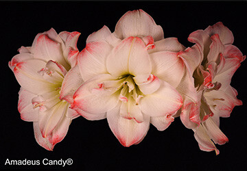 giftcard-360-250-2_20220712141653903